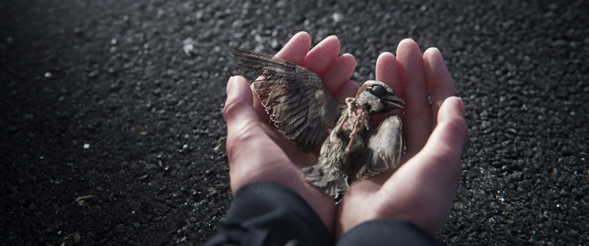 ASparrowsSong_Stills_004