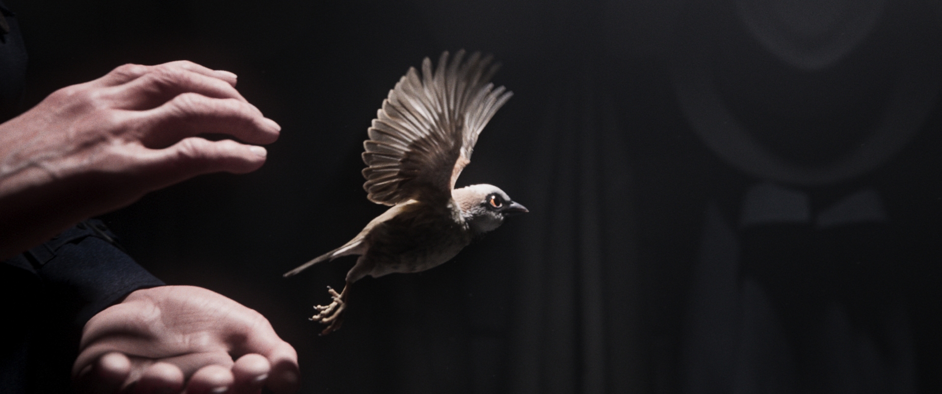 ASparrowsSong_Stills_009