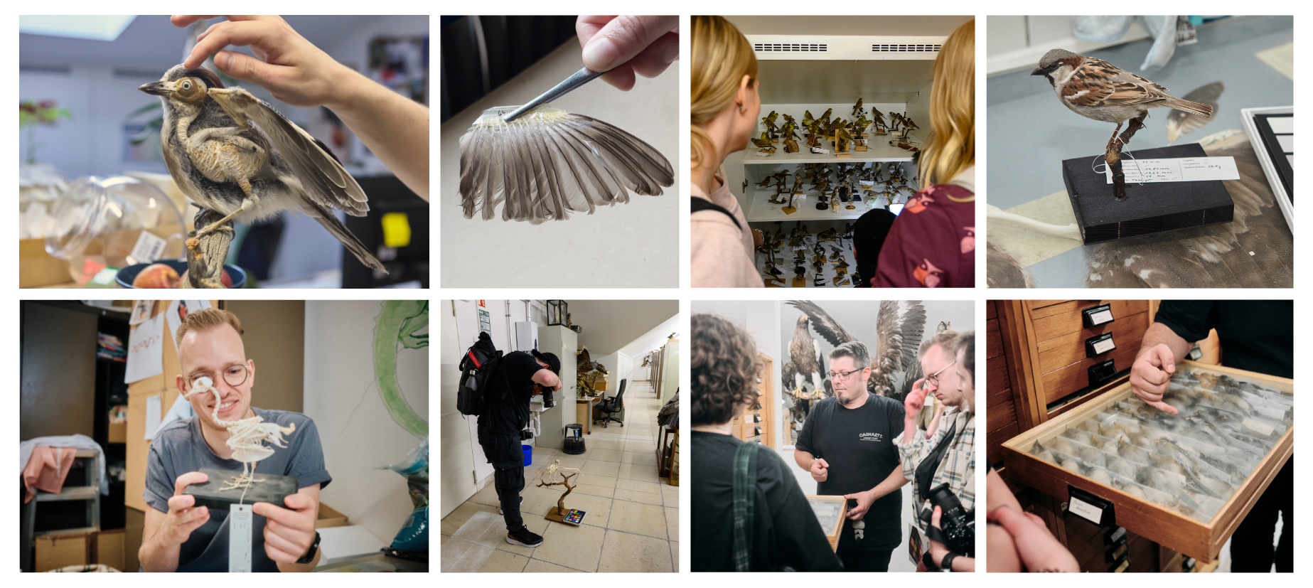 ASparrowsSong_research_002 ASparrowsSong_research_002